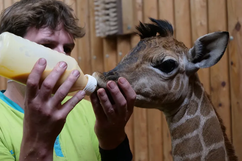 giraf-geboren-in-wildlands