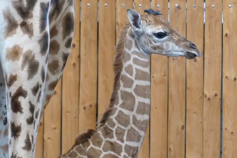 giraf-geboren-wildlands