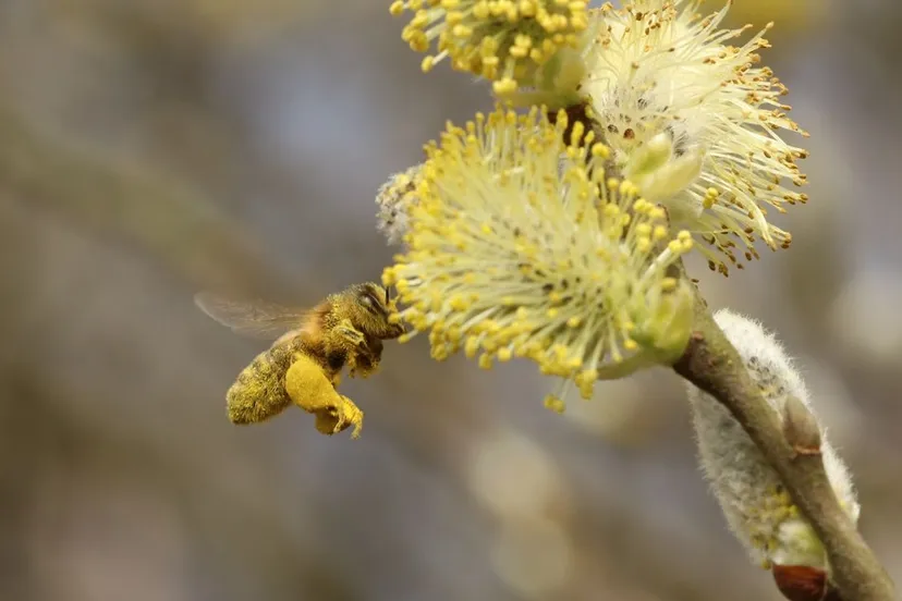 honingbijen-komen-ook-veelvulding-in-tuinen-voor-foto-stefan-pronk