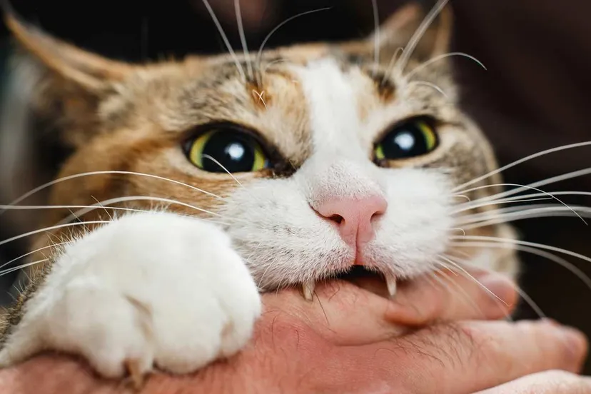 istock-kat