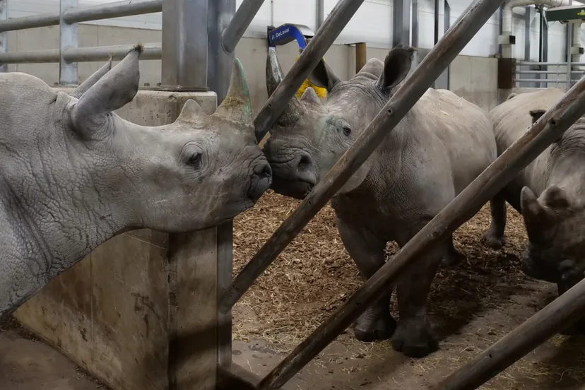 jonge-witte-neushoorns-gearriveerd-in-wildlands