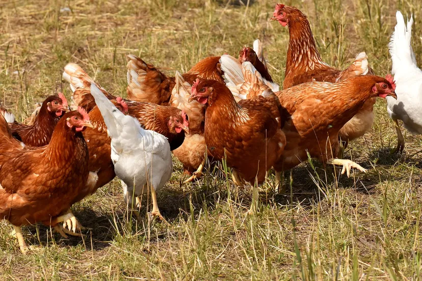 kippen-pixabay-happy-chickens-3524423-1920