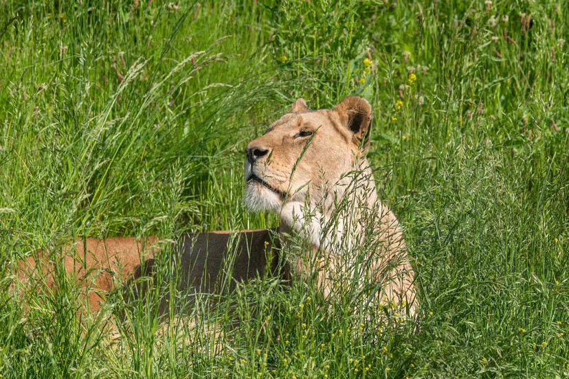 leeuwin-tia-overleden