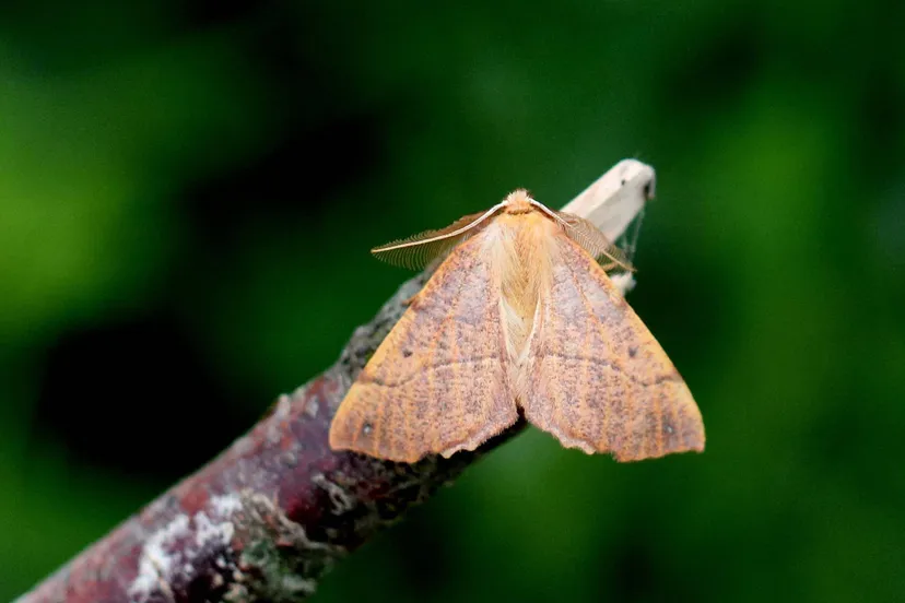 lto-vlindertelling-foto-karin-bermans-elshof
