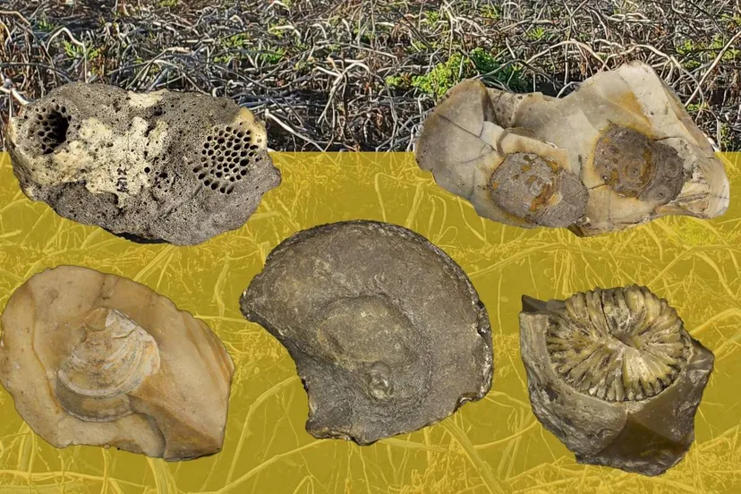 mart-krook-cover-boekje-vuursteenfossielen2