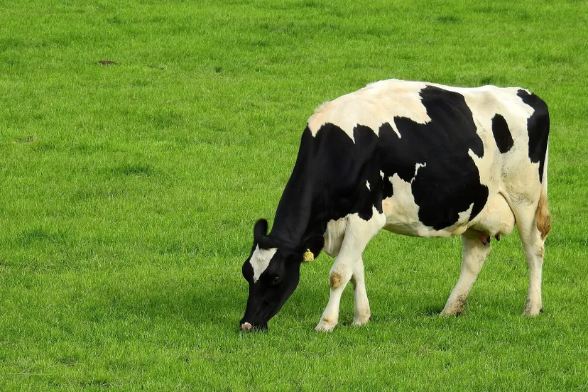 meadow-gb40c3d736-1920-e1666033328142