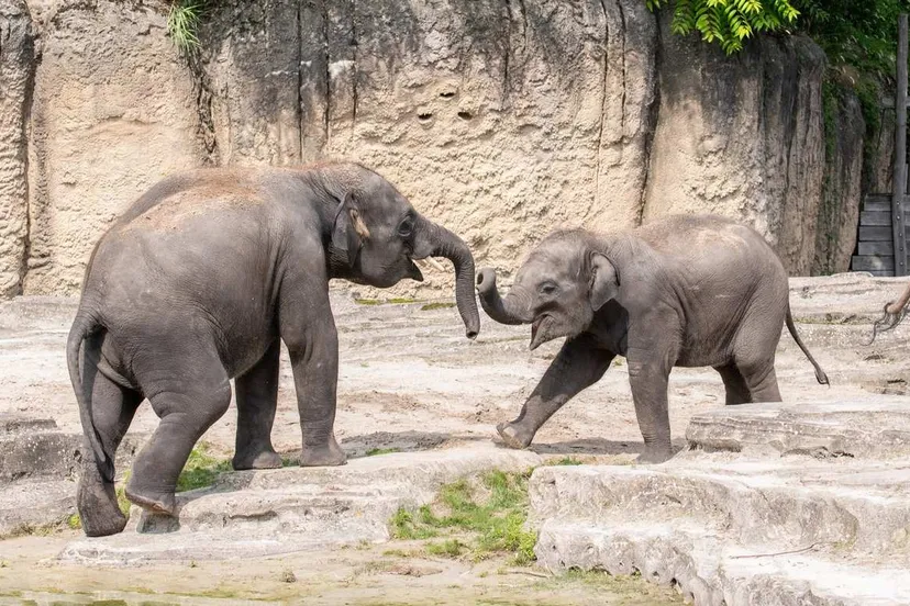 nagarr-en-ka-yan-in-wildlands