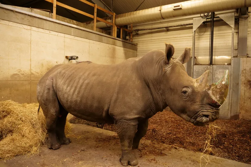 nieuwe-neushoornman-in-wildlands