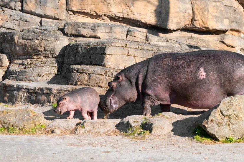 nijlpaardjong-wildlands-eerste-keer-buiten