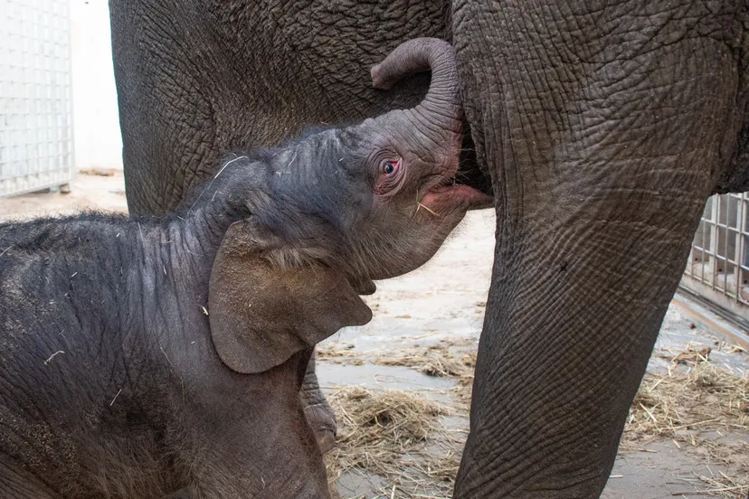 olifantje-geboren-wildlands-2021-foto-2