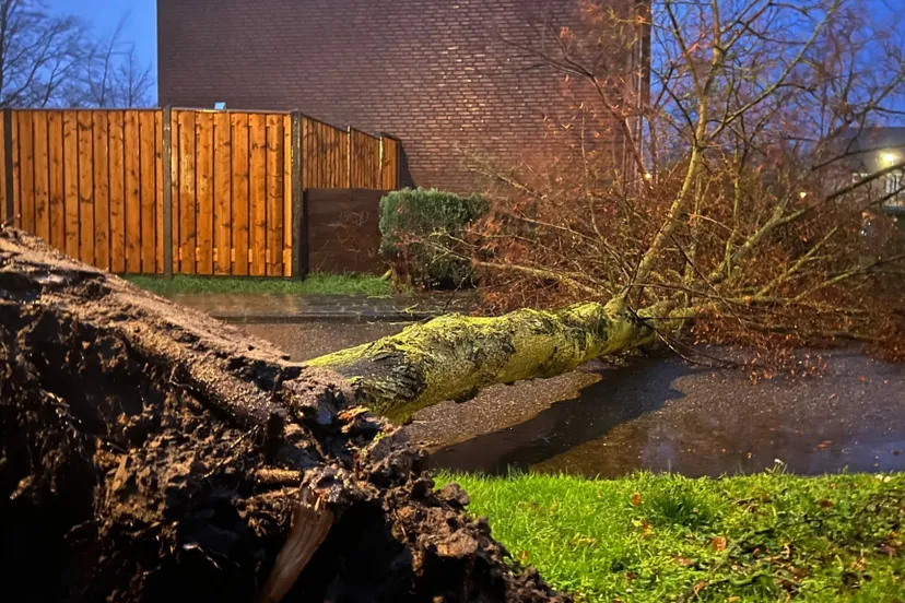 omgewaaideboom-storm-stanpittens