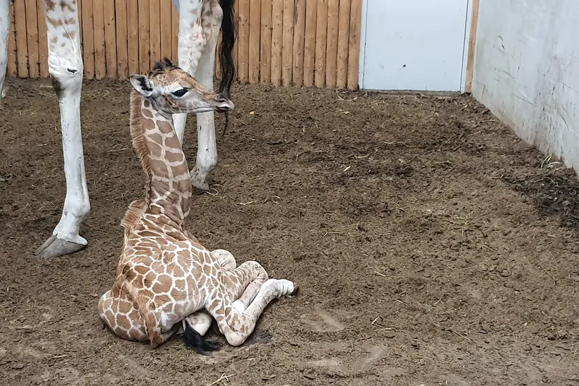 opnieuw-giraf-geboren-in-wildlands
