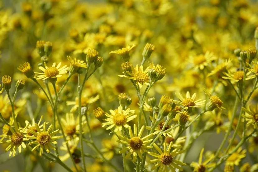 pix-jacob-henning-ragworts-8103889-1280