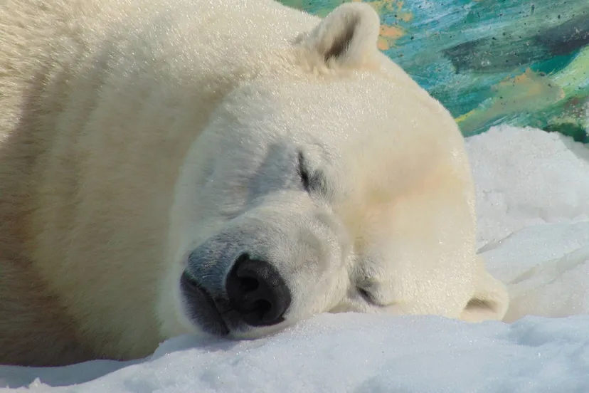 pixabay-polar-bear-g9db30052f-1920