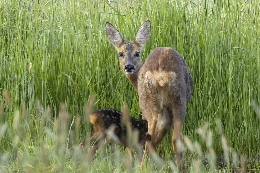 ree-met-jong-foto-karla-leeftink-het-drentse-landschap-2