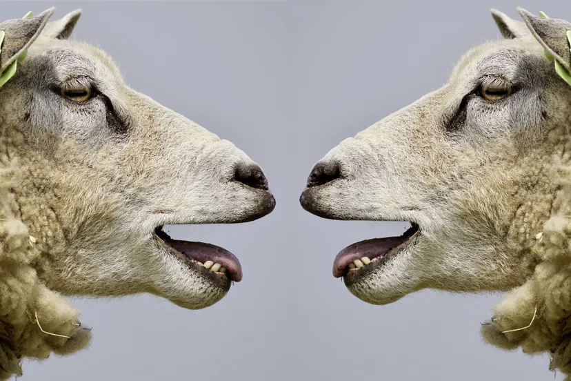 schapen-praten-communiceren-schapen-blaten-pixabay-sheep-2372148-1920