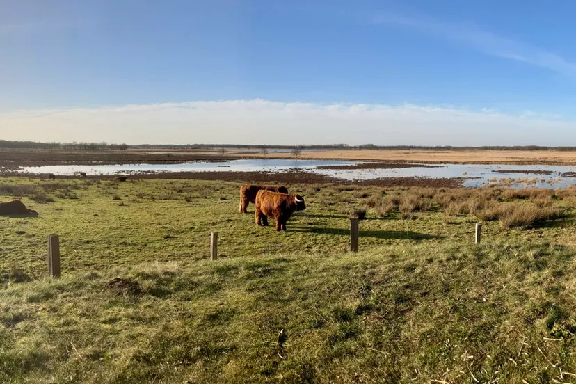 scharreveld-gerkhadders