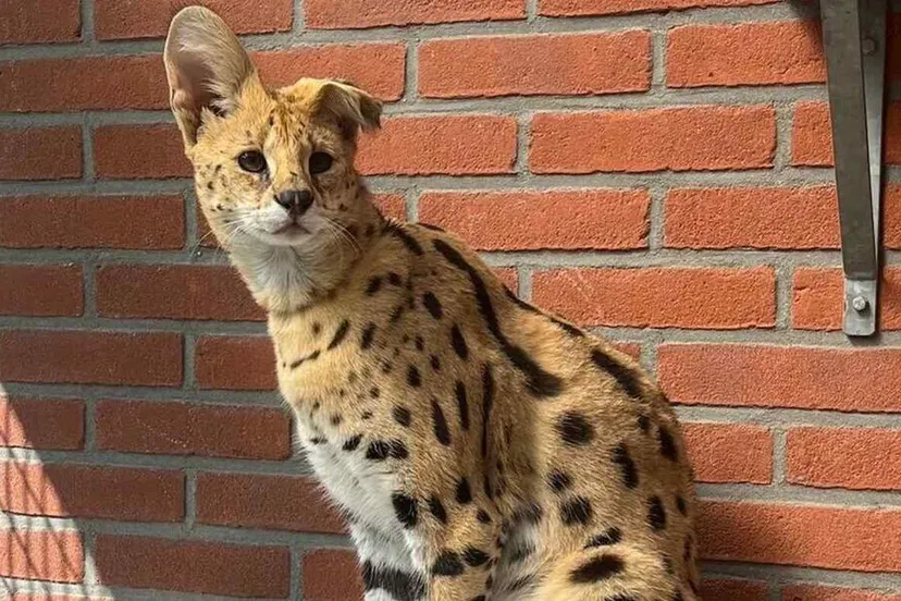serval