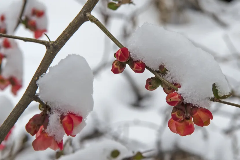 sneeuw-april-lente-pixabay