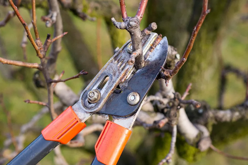 snoeien-shutterstock-564127045