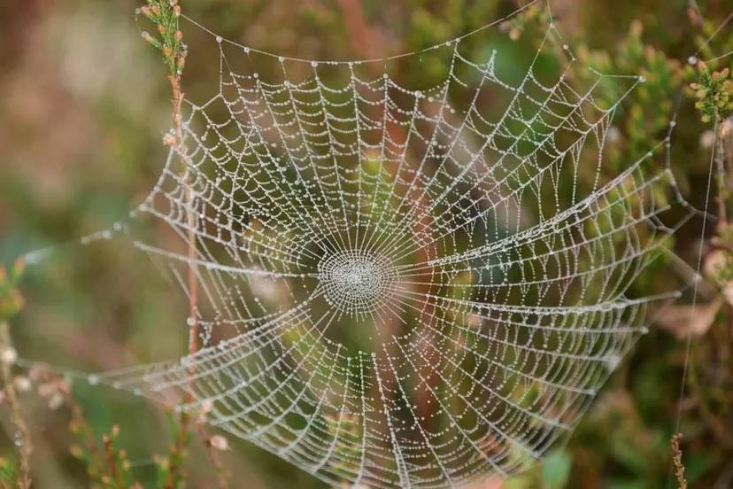 Spinnenweb Aaldrik Pot