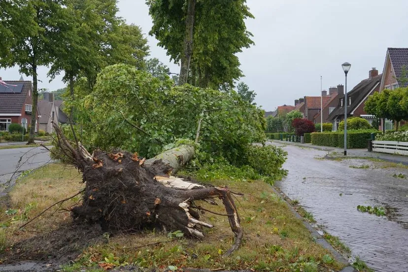 vries-nieuwerijksweg-boomomver01