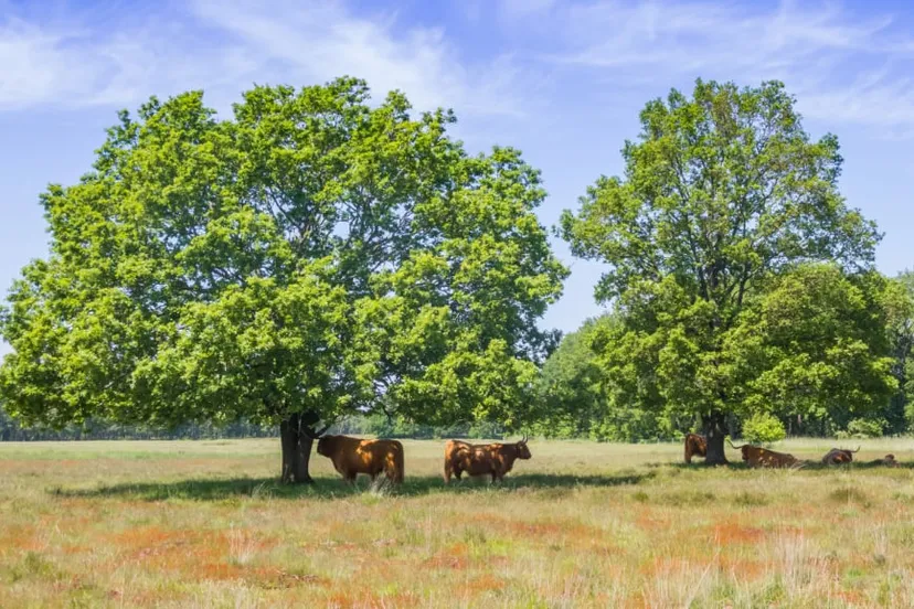 weer-juli-istock-08-06-2021-hijkerveld