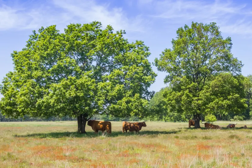 weer-juli-istock-08-06-2021-hijkerveld