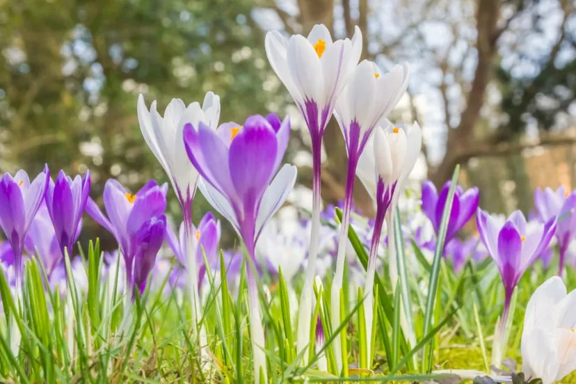 weer-maart-istock-25-02-2021-assen
