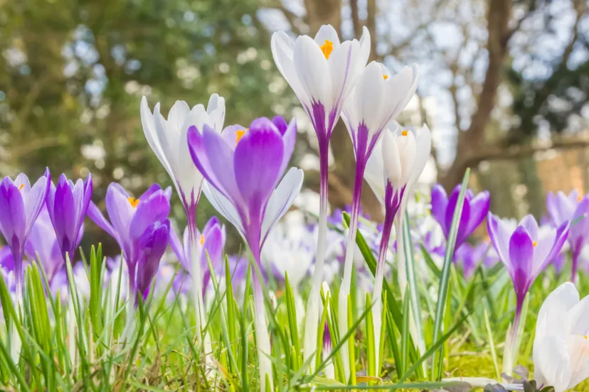 weer-maart-istock-25-02-2021-assen