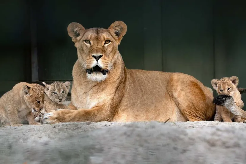 welpen-in-wildlands-zijn-vrouwen