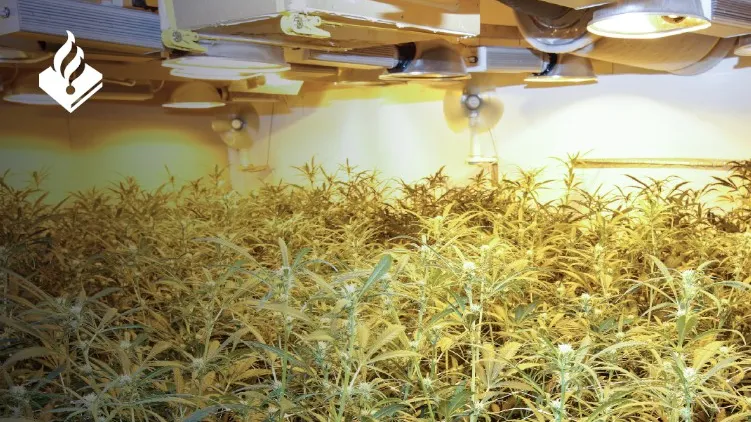 wiet-zwartemeer-politie