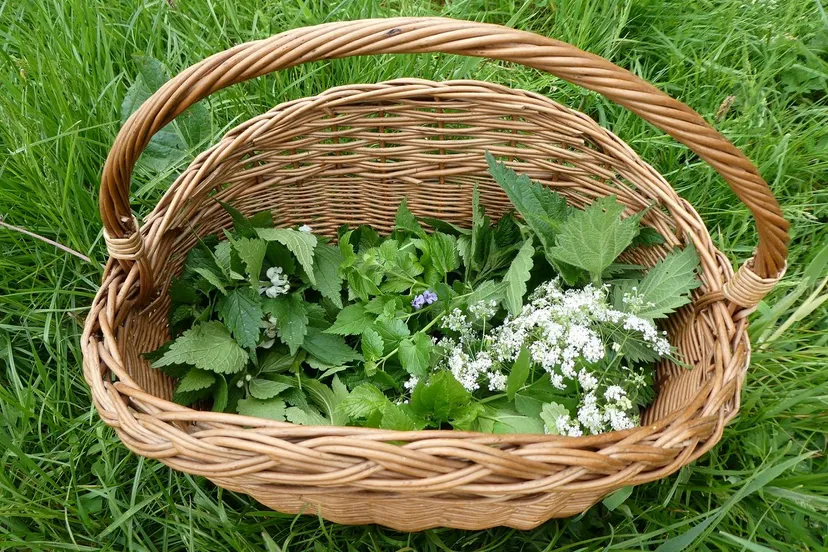 wilde kruidenoogst In het Wilde