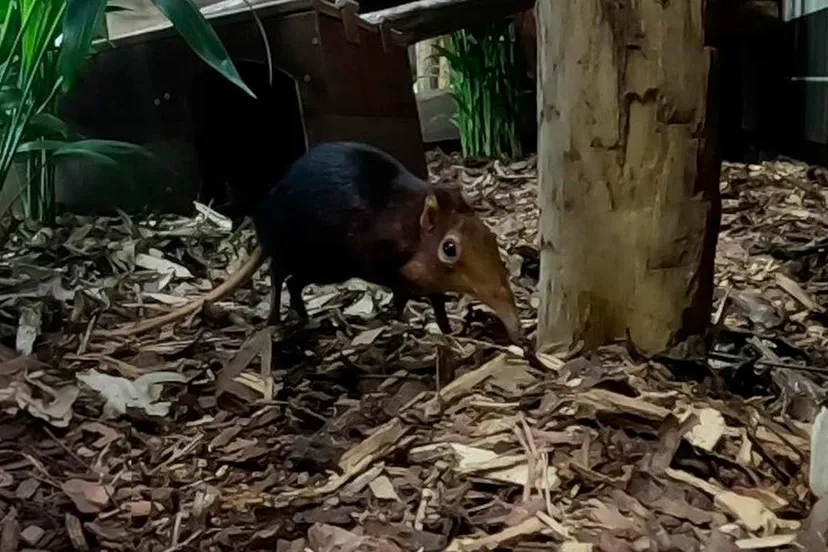 Roodschouderslurfhondje in WILDLANDS Emmen
