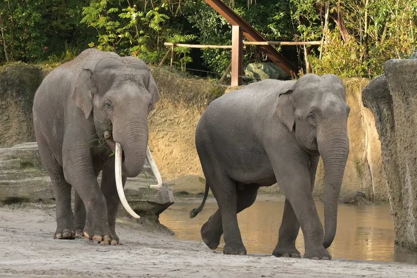 Bezoekersaantallen WILDLANDS 2025