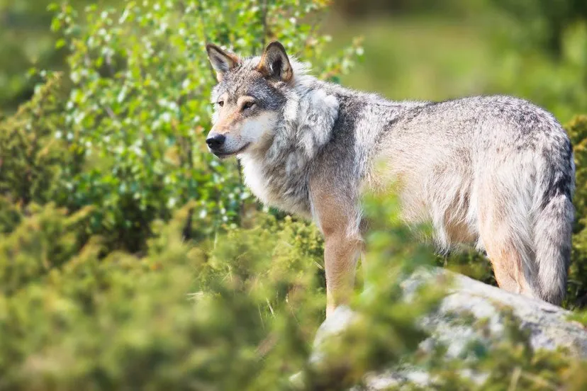 istock-Wolf-in-nature-2