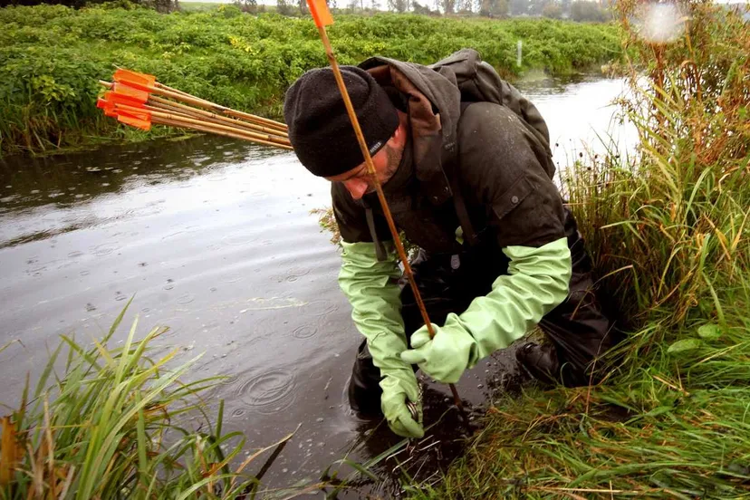 Muskusratten bestrijden 1