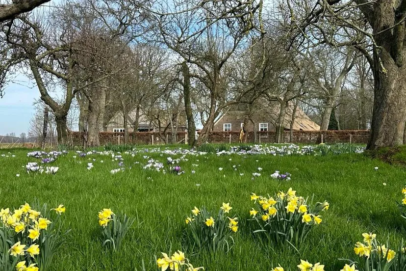 foto wilde narcissen