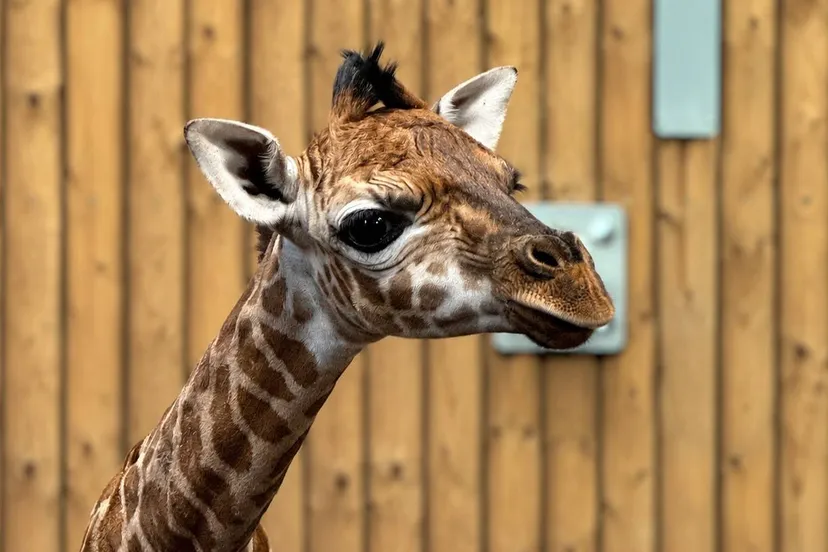 Girafje geboren in WILDLANDS