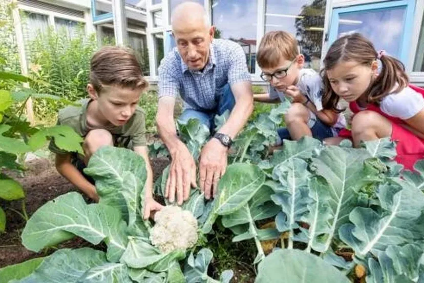 Moestuin