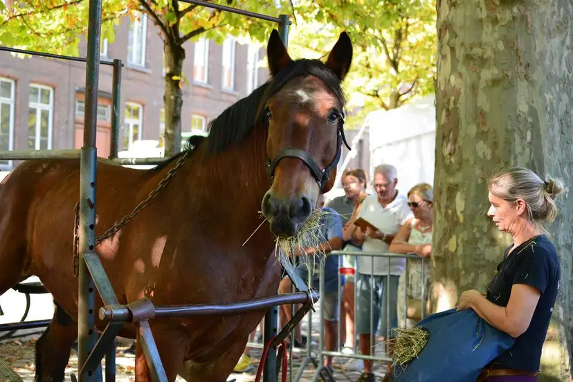2026-10-16 paardenmarkt-2