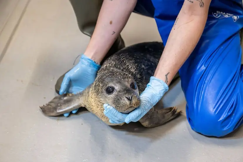 2026-10-17 help zeehonden centrum