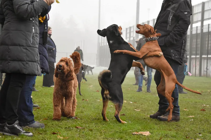 dogtraining ettenleur