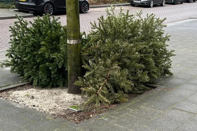 kerstbomeninzameling