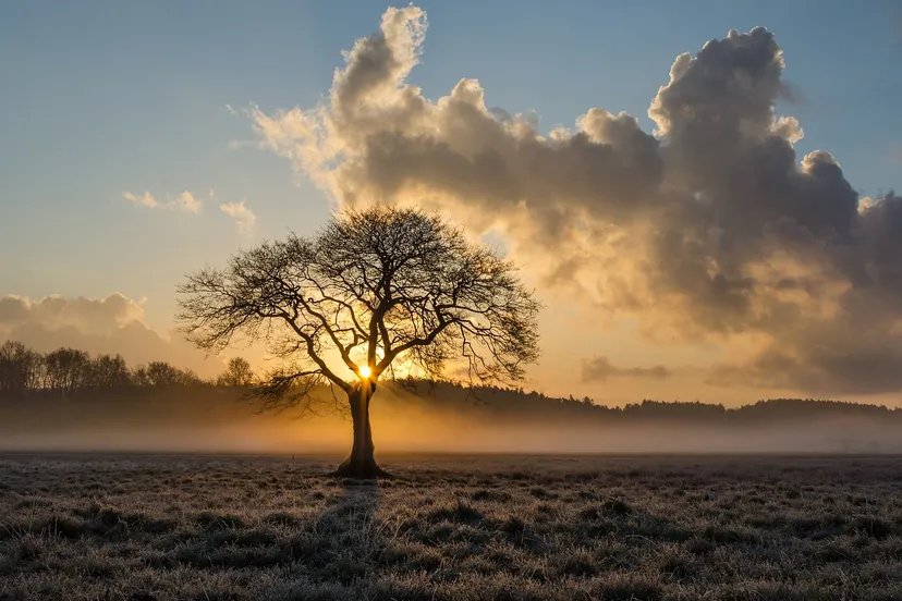 lone tree g2739b73a9 1280