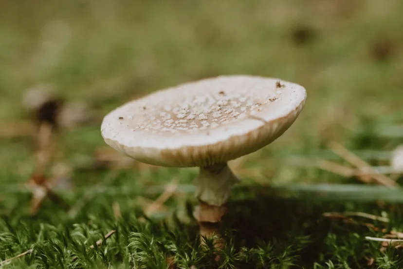 pexels helena jankovicova kovacova 18669642