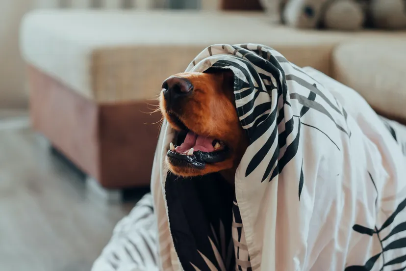 pexels ivan babydov 7788609