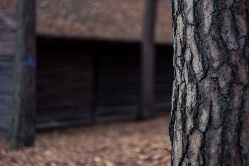 pexels markus spiske 247160