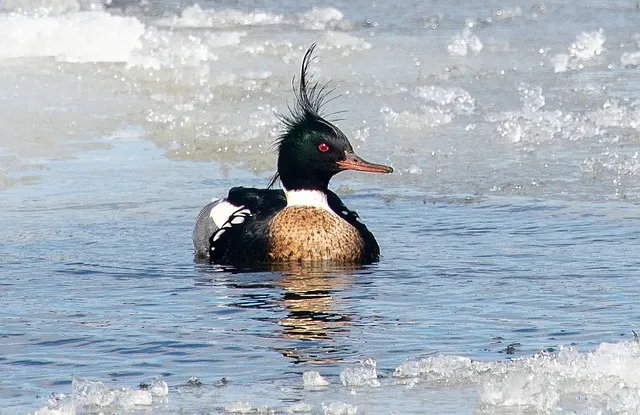 red breasted merganser 6162883 640