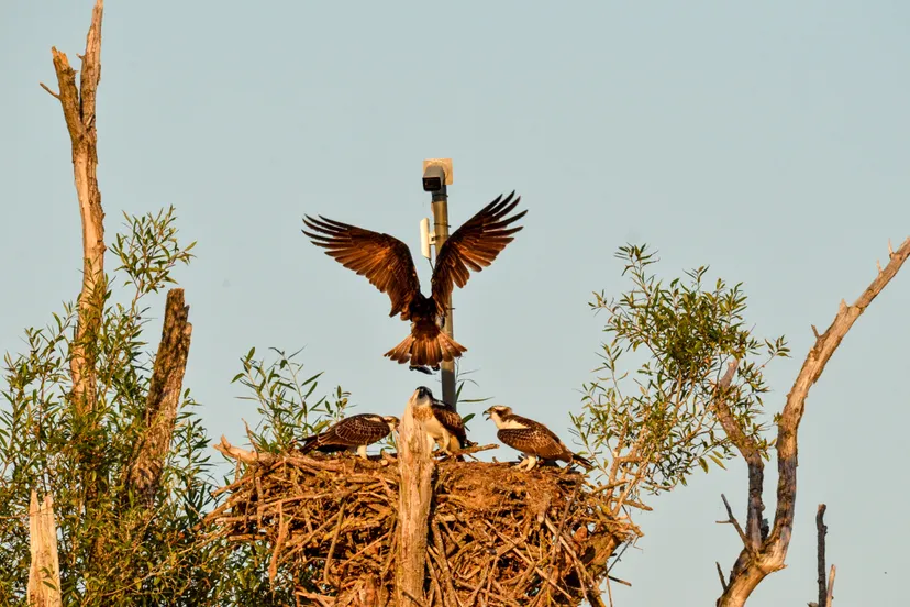 versteeg av producties 1 4 scaled